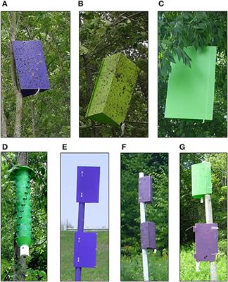 Trap Designs, Colors, and Lures for Emerald Ash Borer Detection